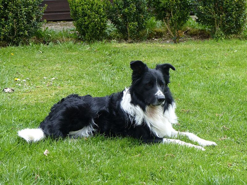 Border Collie