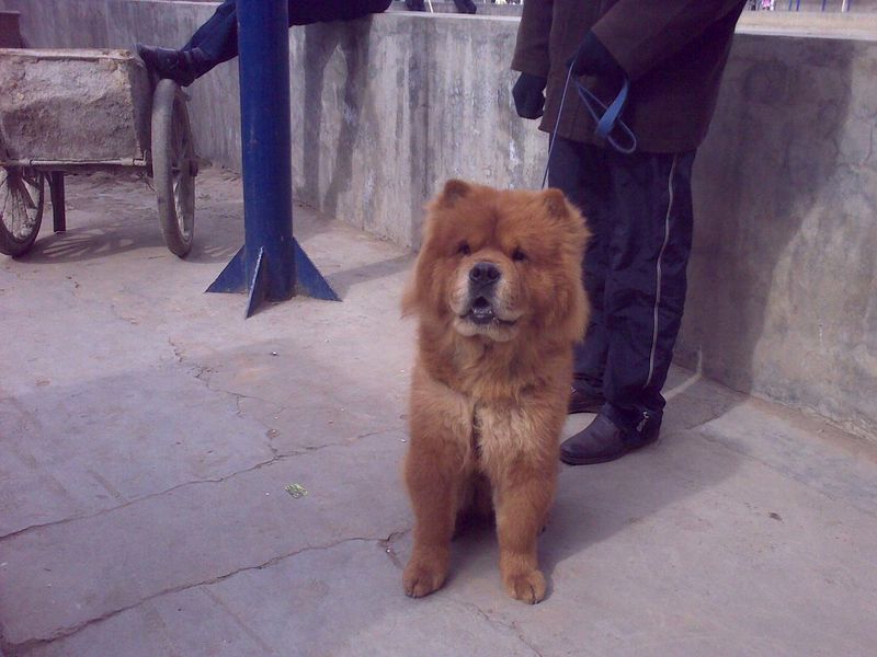 These 11 dog breeds think every car ride leads somewhere exciting - plus 2 that disagree completely 14 Chow Chow