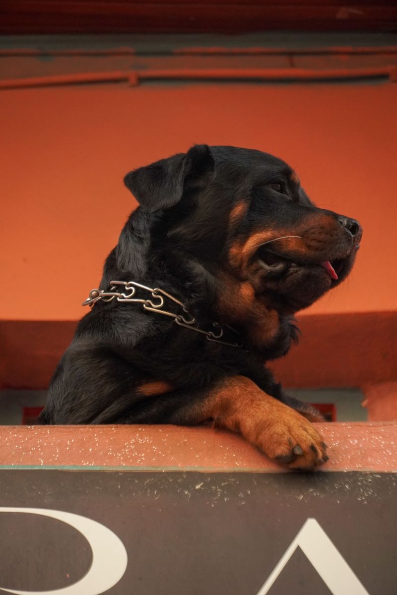 Rottweiler