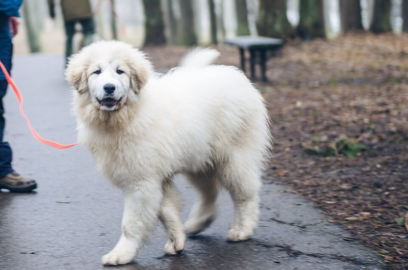 Owners don't need to question where they stand with these remarkably devoted companions 10 Great Pyrenees
