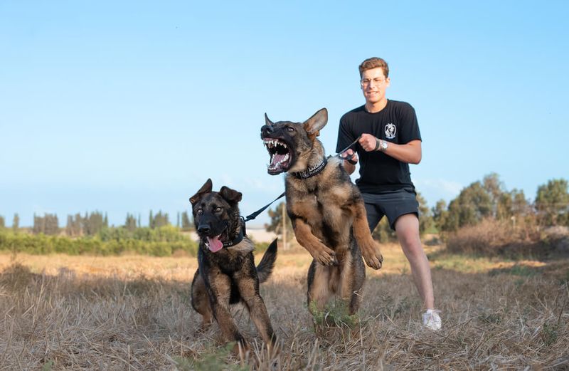 13 Remarkable Ways Dogs Detect Danger Before Humans Do 11 Sensing Predatory Wildlife