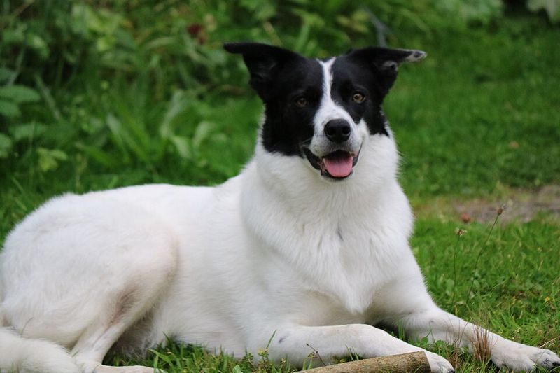 11 easygoing dog breeds seniors love, plus 3 that demand much more energy 14 Border Collie