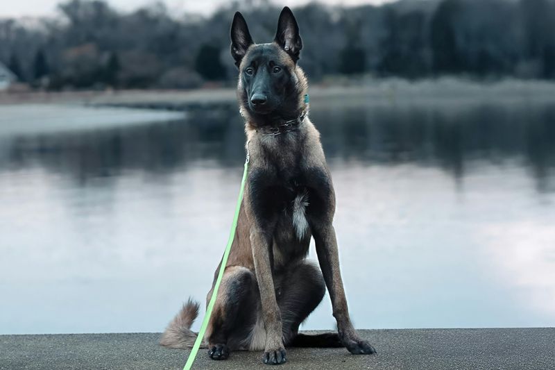15 dog breeds that seem naturally athletic 8 Belgian Malinois