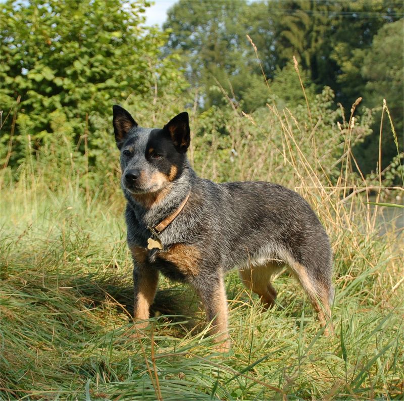 27 High-Maintenance Dog Breeds That Can Test Even Experienced Owners 7 Australian Cattle Dog