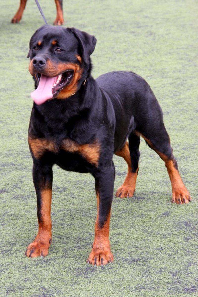 12 challenging puppy breeds that eventually become the most loyal dogs imaginable 12 Rottweiler