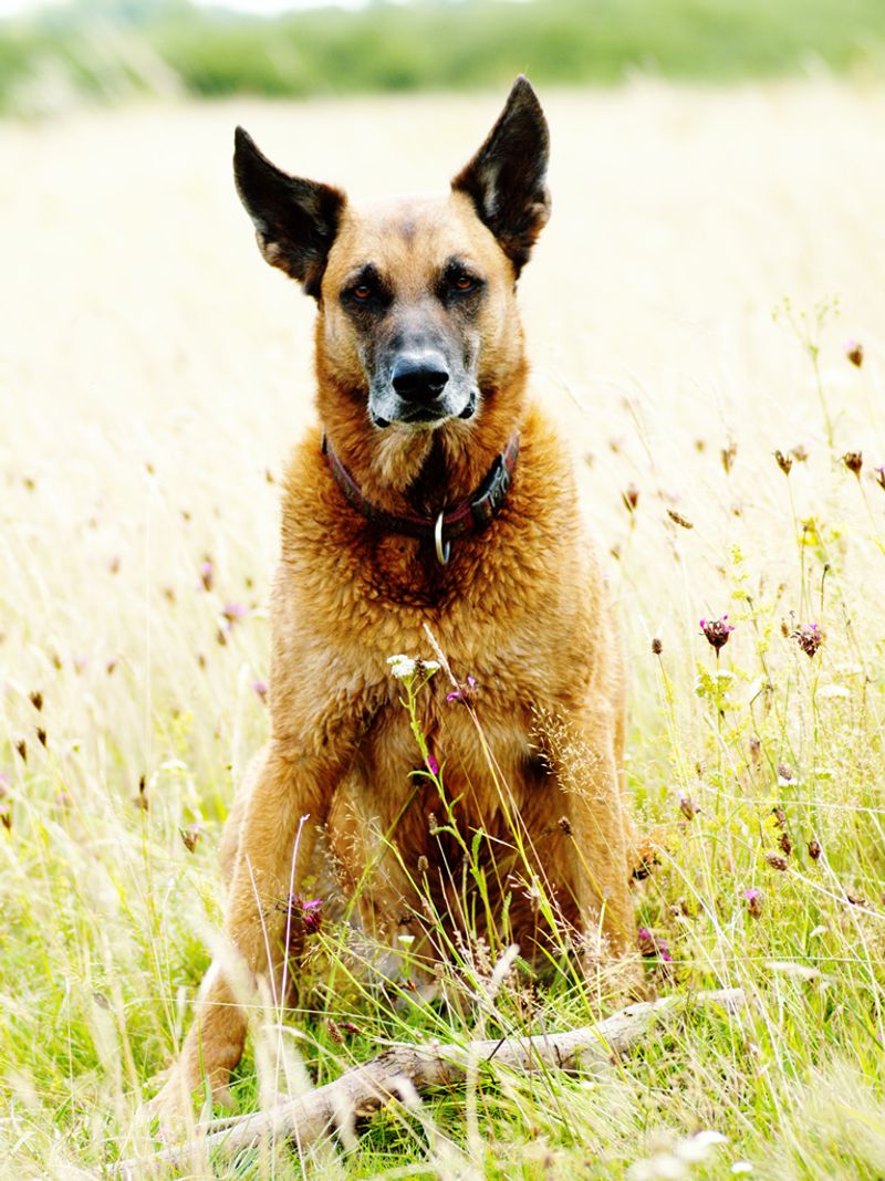 Belgian Malinois