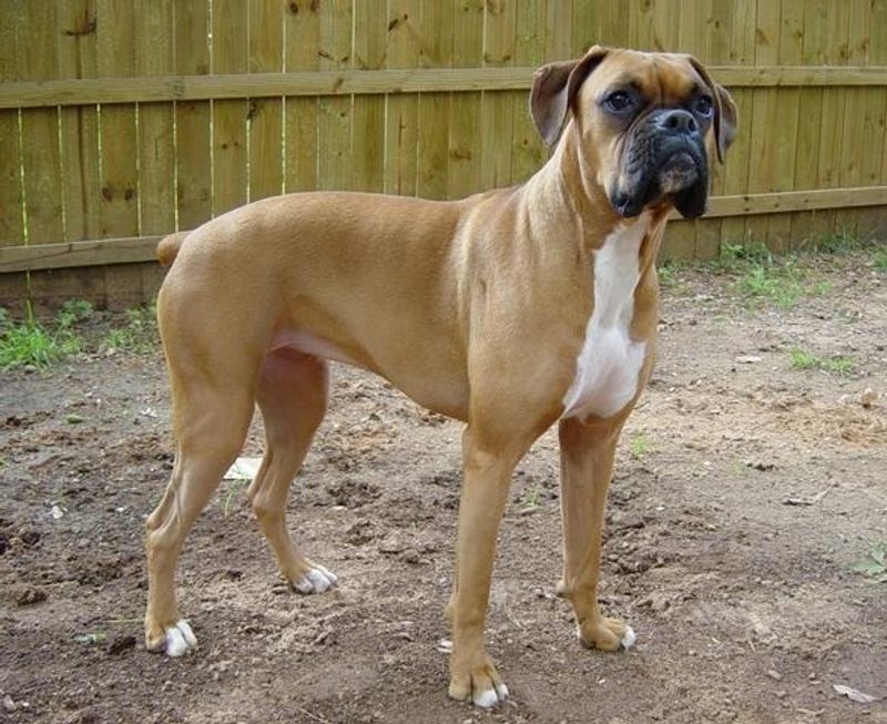 Your mood changes before you say a word - These observant dog breeds may already be paying attention 5 Boxer