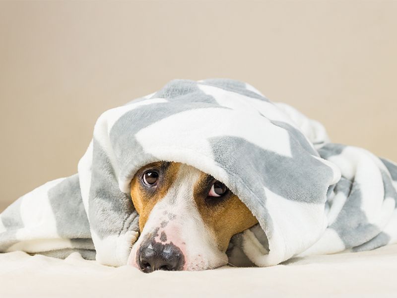 Use Calming Pressure Wraps