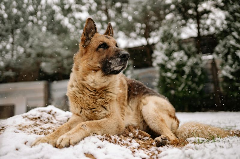 German Shepherd