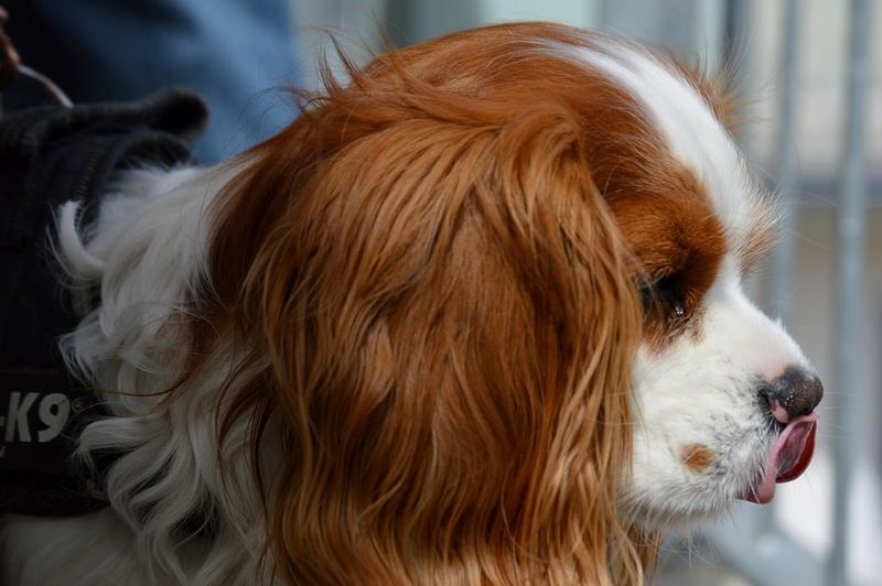 29 Small Dog Breeds That Form Especially Close Bonds with Their Owners 4 Cavalier King Charles Spaniel