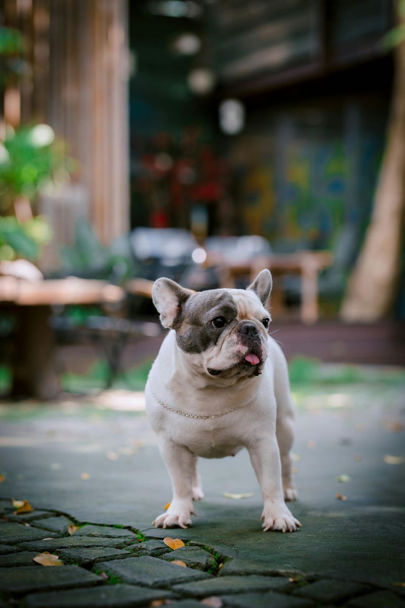 French Bulldog