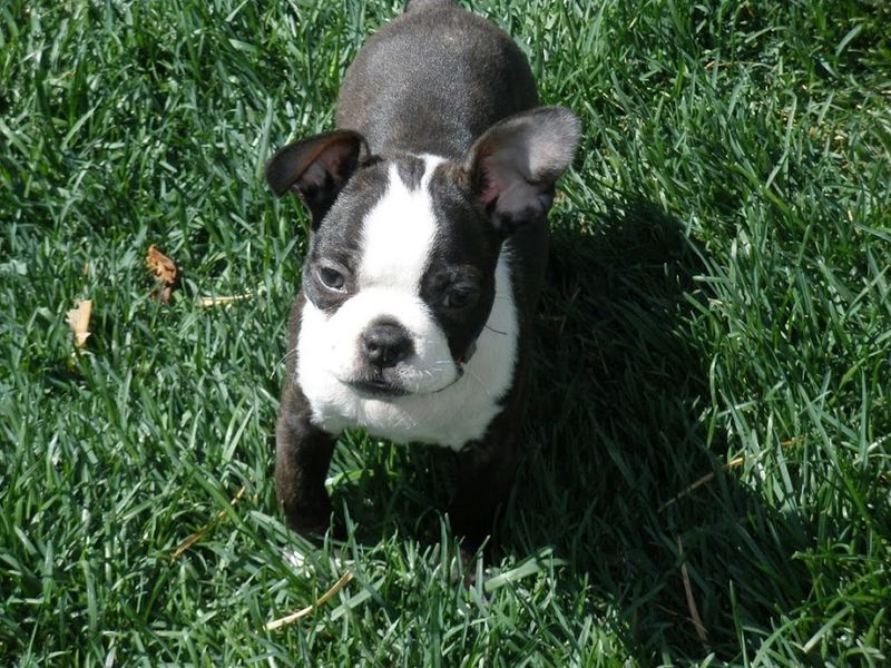 6 massive dogs that can overwhelm your home and 8 that fit anywhere 10 Boston Terrier