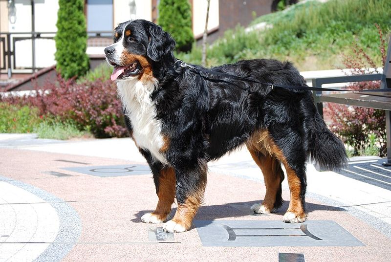 Some dog breeds look impressive - These companions prove themselves in ordinary life 13 Bernese Mountain Dog