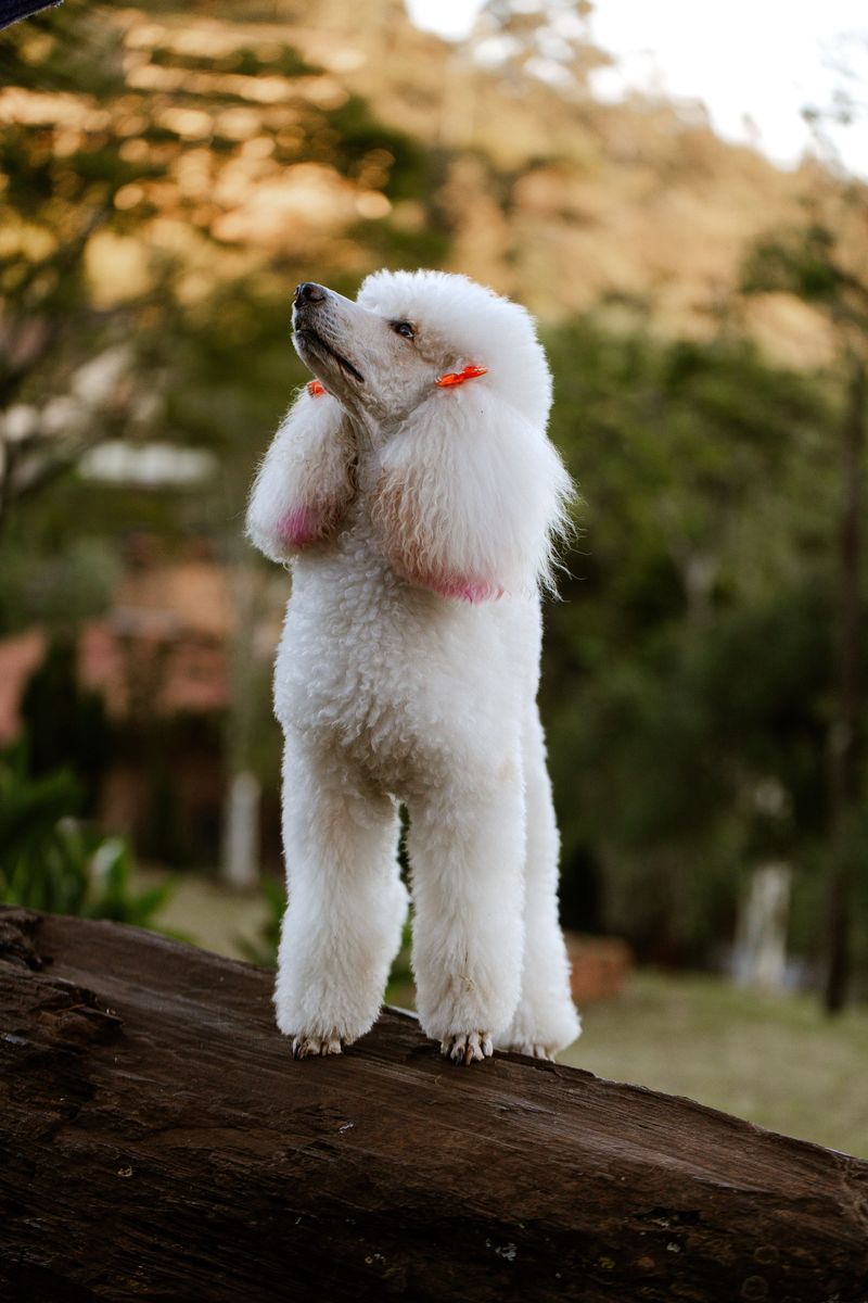 Change your morning routine and these observant dogs may immediately notice something is different 4 Poodle