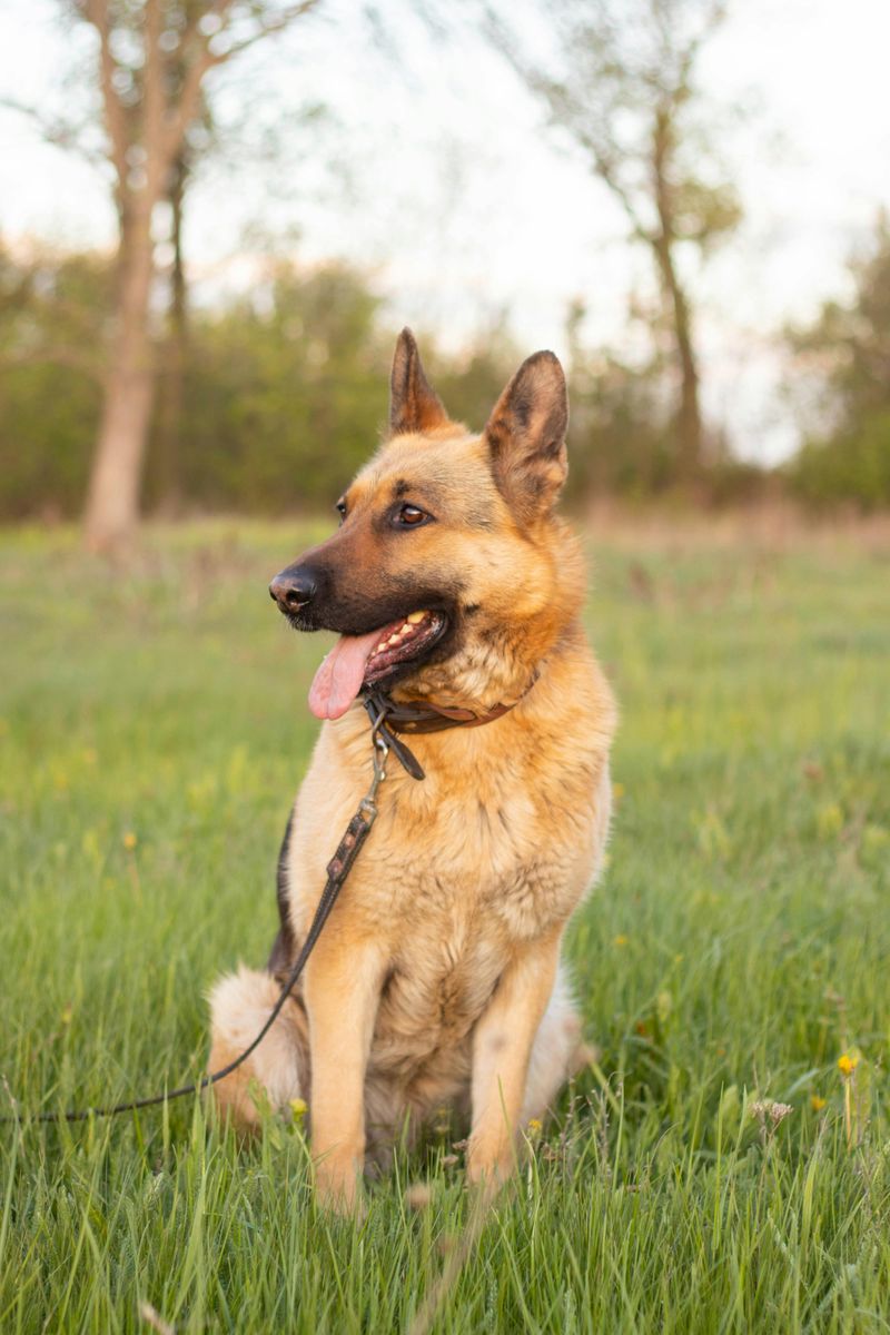 German Shepherd