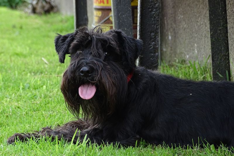 Giant Schnauzer