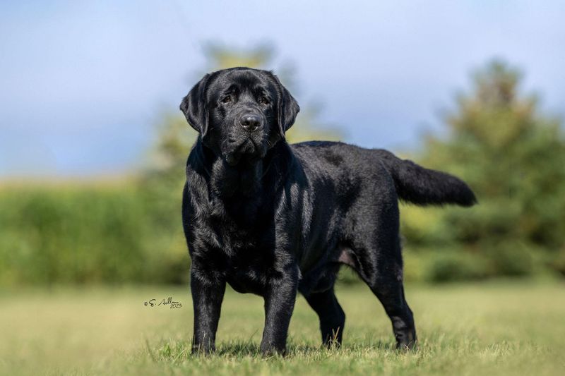 Labrador Retriever