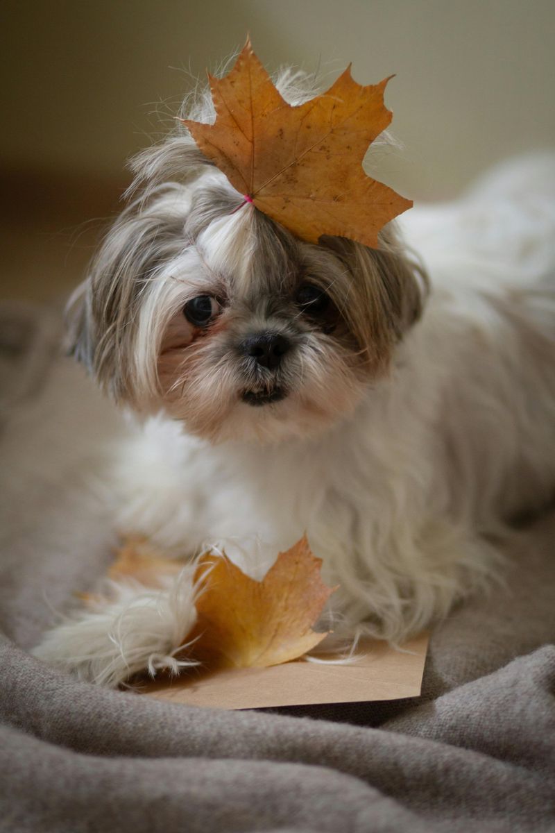 26 Dog Breeds Well-Suited for Seniors and Retirees 6 Shih Tzu