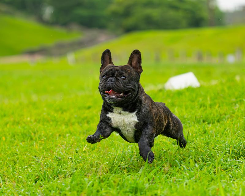 16 Dog Types That Get Hyper-Excited Every Time The Leash Comes Out 14 French Bulldog