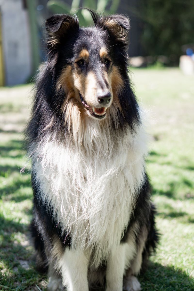 These 13 dog breeds stay loyal long after the bond is formed - plus 2 owners never forget 6 Rough Collie