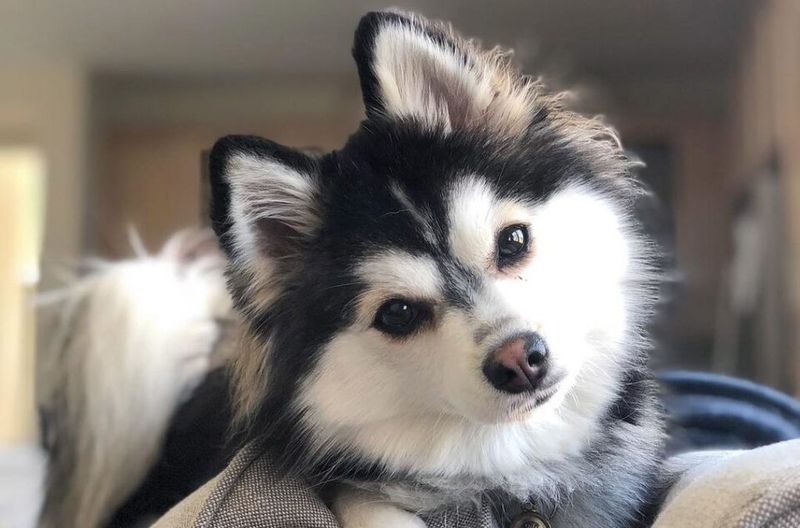 Pomsky (Pomeranian + Siberian Husky)