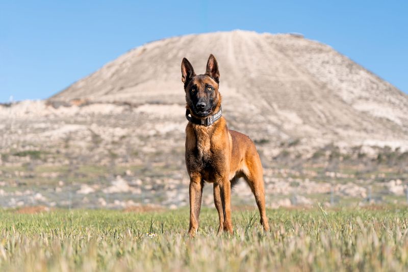 24 Dog Breeds That Demand Frequent Grooming and Daily Maintenance 15 Belgian Malinois