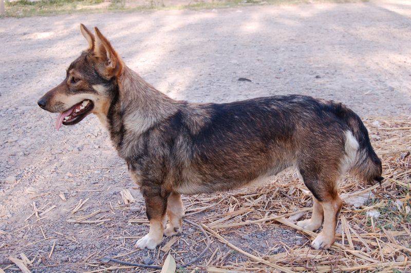 20 Dog Breeds That Closely Resemble Wolves but Are Totally Domesticated 9 Swedish Vallhund