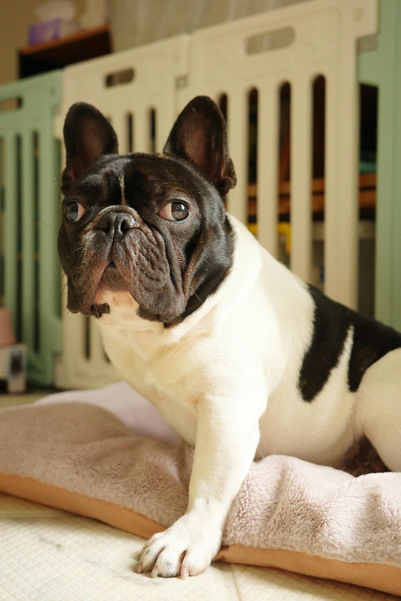 French Bulldog