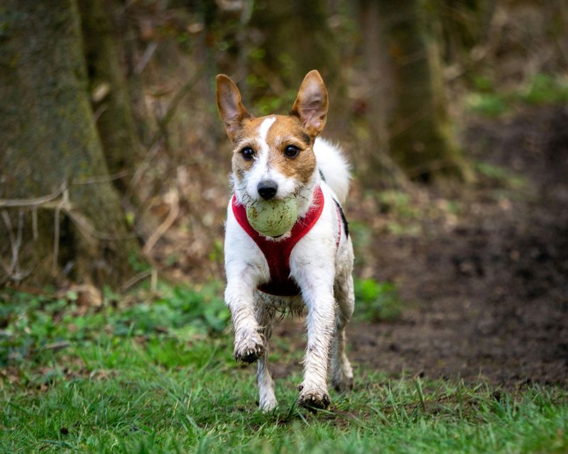 16 Dog Breeds Built for Adventure With Owners Who Never Stay Put 14 Jack Russell Terrier