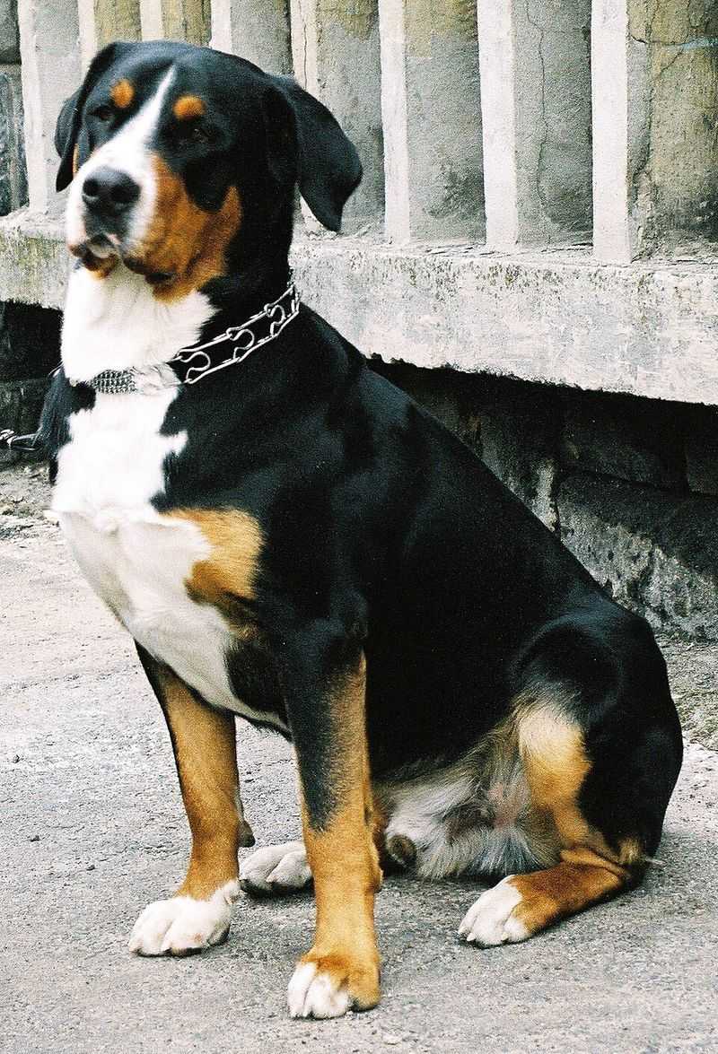 11 big dog breeds with mountain roots - plus 2 whose history explains their love of colder conditions 6 Greater Swiss Mountain Dog
