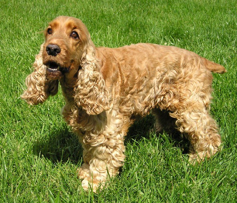 If you're going to love your dog like family, these breeds may take that commitment just as seriously 10 English Cocker Spaniel
