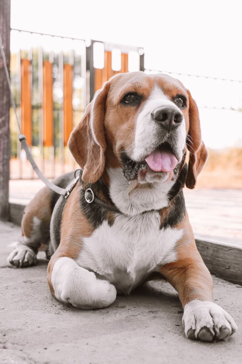 10 dog breeds that always find the one smell owners hoped they would avoid - plus 2 repeat offenders 2 Beagle