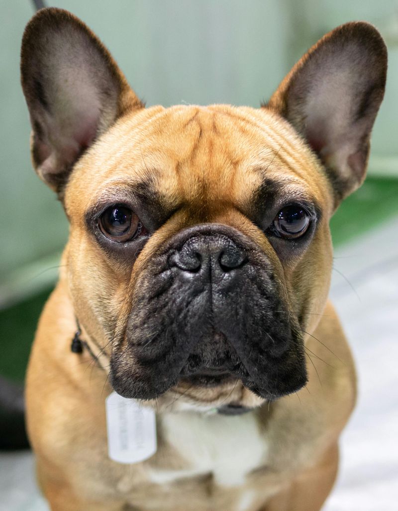 French Bulldog