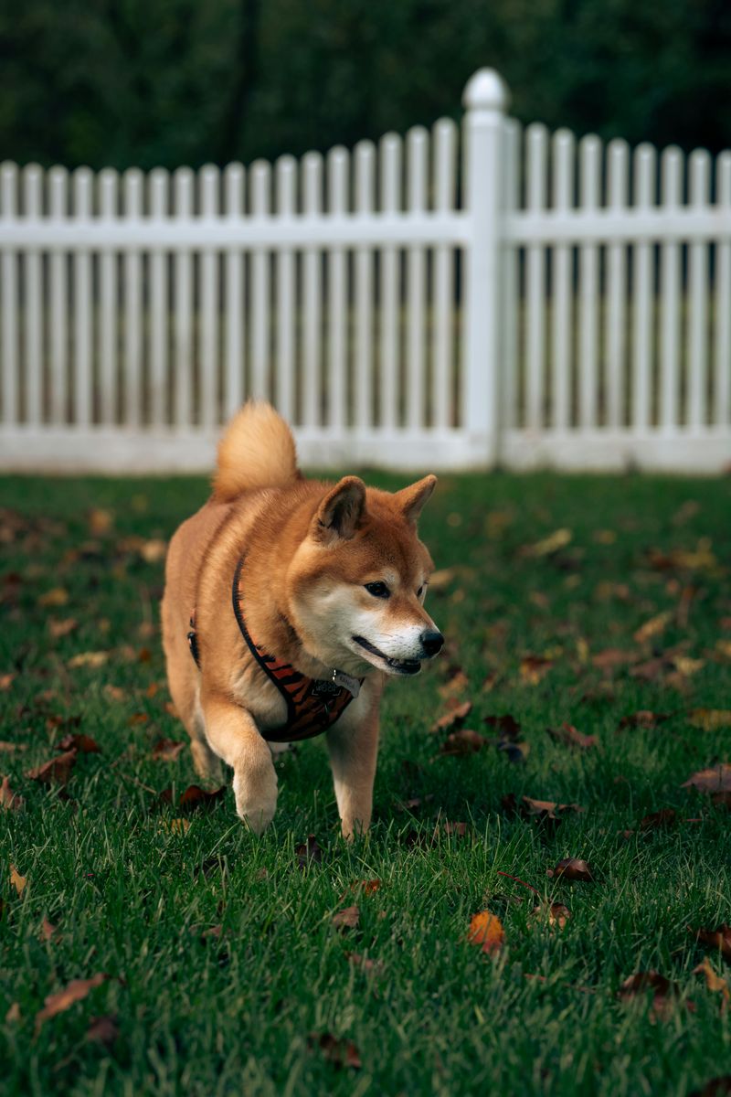 15 dog breeds that can stay independent without losing their connection to people 5 Shiba Inu