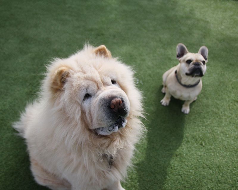 11 dog breeds that can struggle with separation - plus 2 that tend to handle alone time better 14 Chow Chow (more independent)