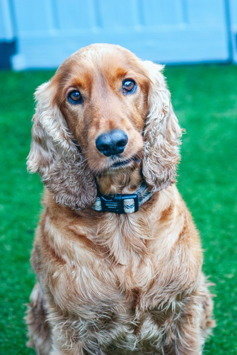 Cocker Spaniel