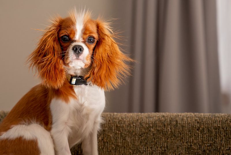 “Low Energy” Is a Misleading Label – 12 Dog Breeds That Save Their Energy for What Matters 12 Cavalier King Charles Spaniel
