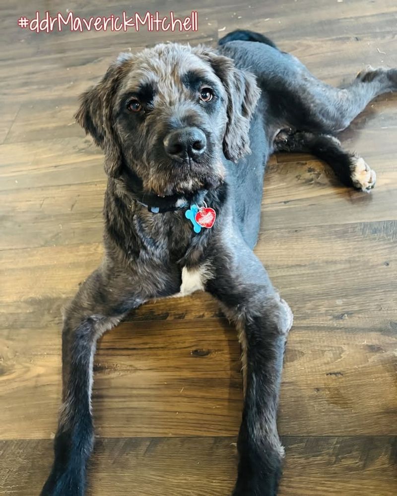 25 Popular Doodle Dog Breeds Gaining Attention in 2025 18 Boxerdoodle