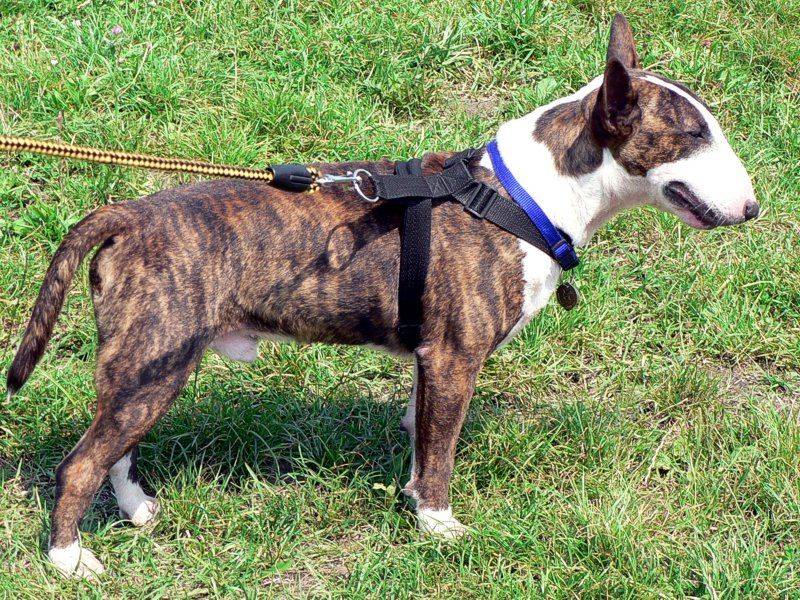Some dogs turn heads - these unusual breeds make strangers ask what exactly they're looking at 3 Bull Terrier