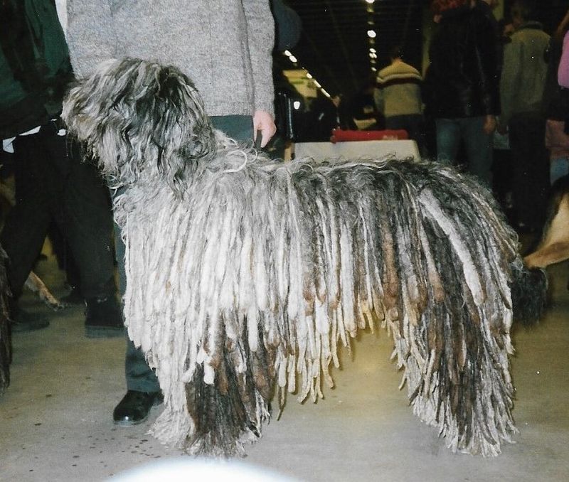 Some dogs turn heads - these unusual breeds make strangers ask what exactly they're looking at 12 Bergamasco Sheepdog