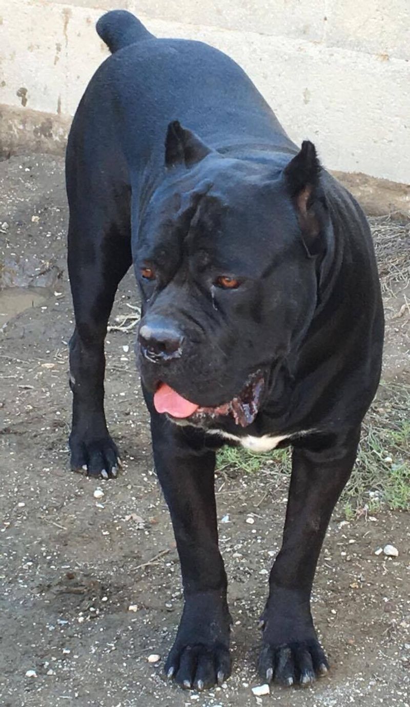 Cane Corso