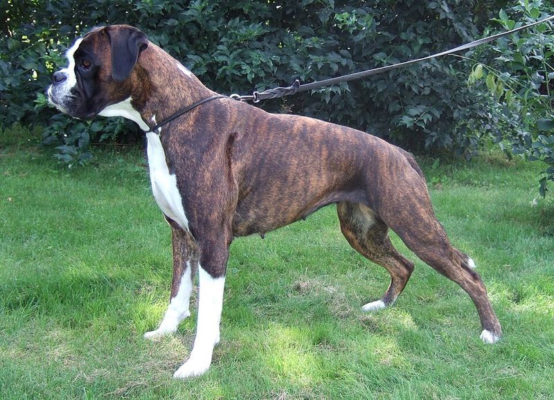 These 10 dog breeds fit naturally into an active - but not exhausting - lifestyle 7 Boxer