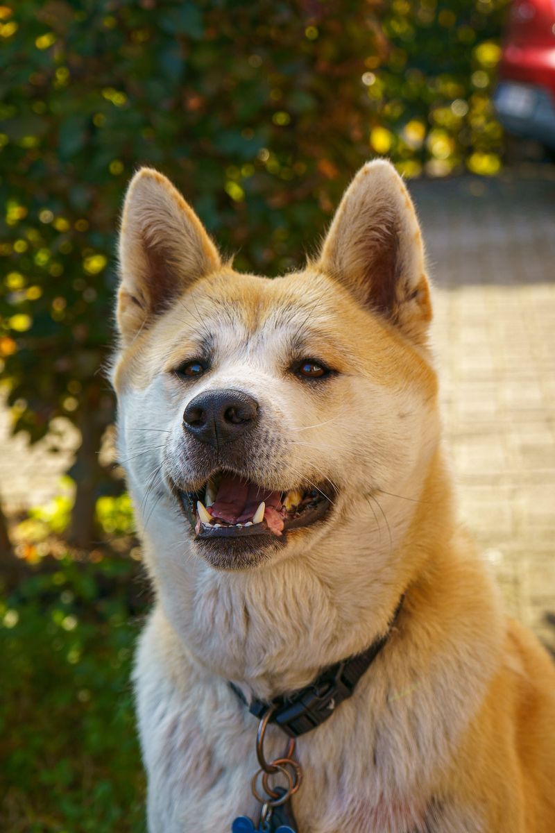 10 independent dog breeds that don't live to follow commands - plus 3 eager-to-please opposites 2 Akita: A serious thinker