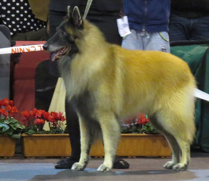 5 Guard Dog Breeds Trusted for Professional Protection — Plus 20 More Known for Security Skills 18 Belgian Tervuren