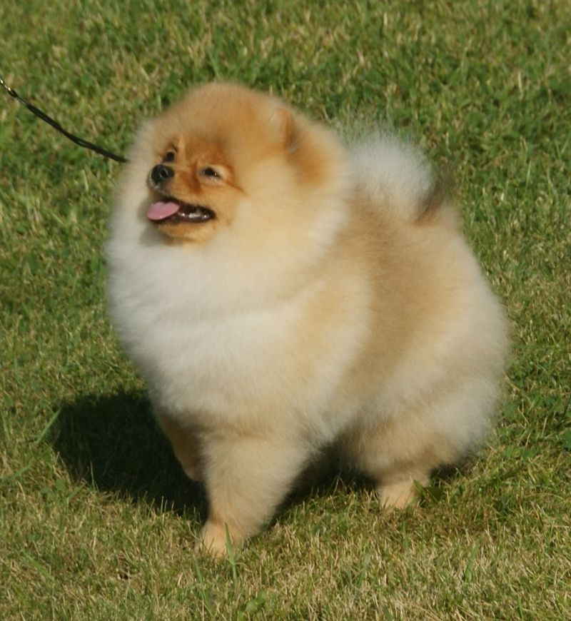 Pomeranian