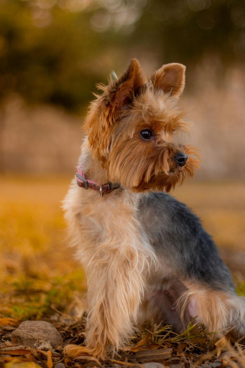 25 Small Dog Breeds Known for Their Loyalty and Affection 14 Yorkshire Terrier