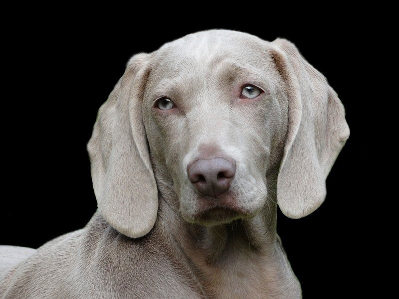 14 active dog breeds known for destructive behavior when under-stimulated 7 Weimaraner