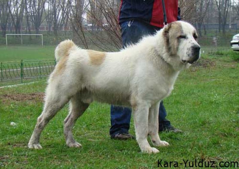 Central Asian Shepherd Dog