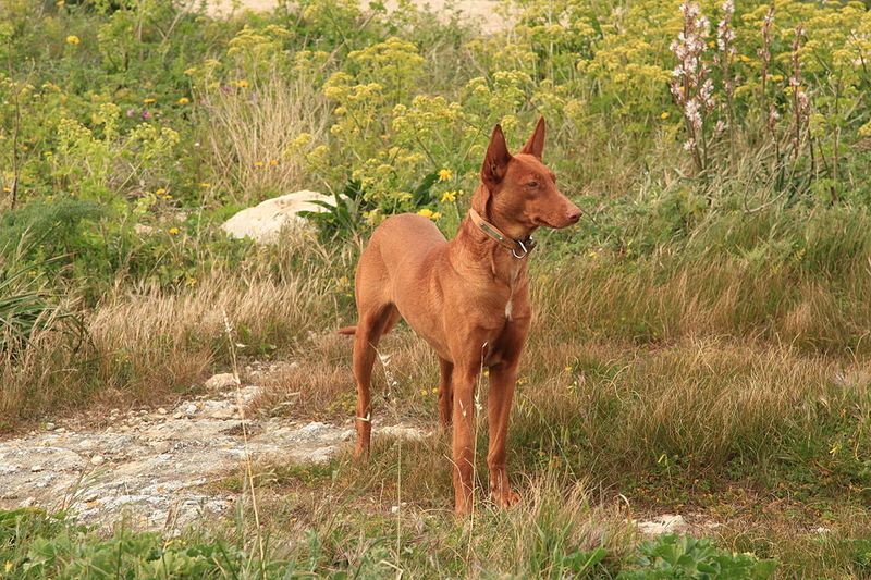 13 Dog Breeds That Inspired Local Myths And Ghost Stories 5 Pharaoh Hound