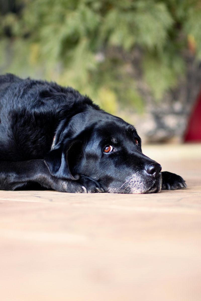 12 Dog Types That Can’t Stand Being Left Alone (And Show It Dramatically) 8 Labrador Retriever